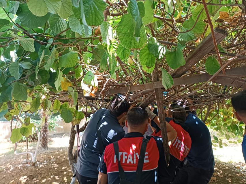 YALOVA'DA 5'İNCİ KATTAN DÜŞEN ÇOCUĞU KİVİ ASMASI KURTARDI