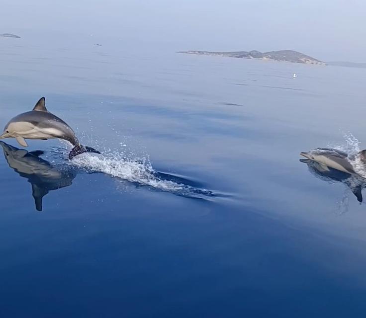 AYVALIK'TA 10 YUNUS TEKNEYLE YARIŞTI