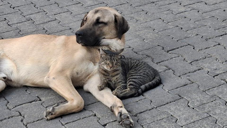 KEDİ İLE KÖPEĞİN KISKANDIRAN DOSTLUĞU