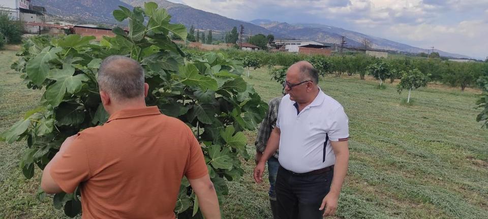 KUYUCAK'TA İNCİR BAHÇELERİNDE HASTALIK VE ZARARLI KONTROLÜ YAPILDI