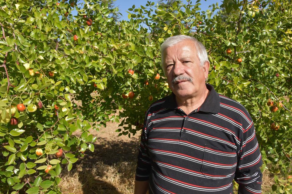 Emekli öğretmen çift, hünnap üretimini yaygınlaştırmaya çalışıyor