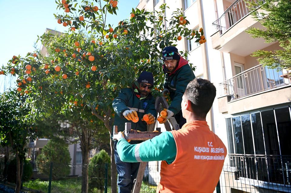 Kuşadası'nda turunç meyvesinin en tatlı yolculuğu başladı