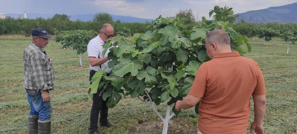 KUYUCAK'TA İNCİR BAHÇELERİNDE HASTALIK VE ZARARLI KONTROLÜ YAPILDI