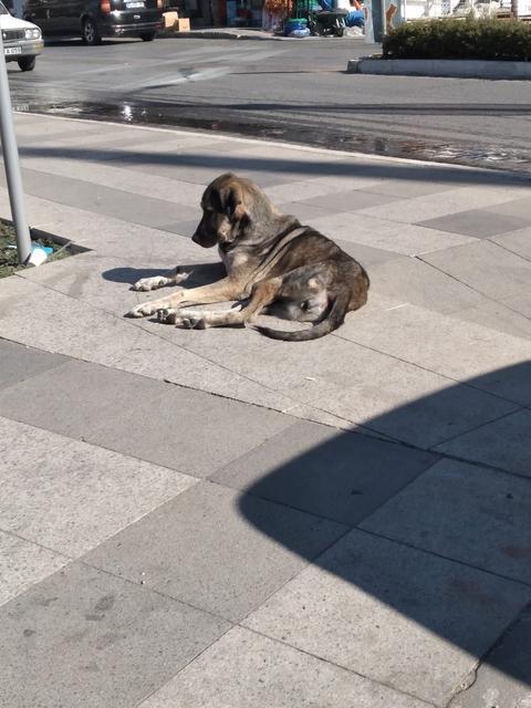 GERMENCİK'TE YAŞLI ADAMA KÖPEKLER SALDIRDI