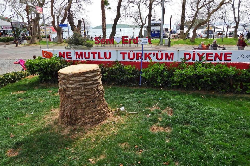 Erdek'te ağaç katliamı