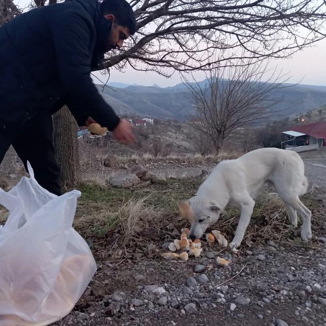 GENÇLERDEN SOKAK HAYVANLARI İÇİN  SEFERBERLİK