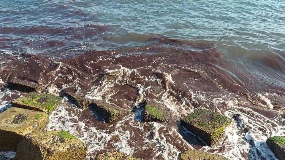 Marmara kıyıları kızıl yosunlarla kaplandı