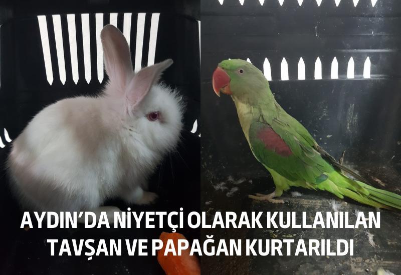 Aydın'da niyetçi olarak kullanılan tavşan ve papağan kurtarıldı