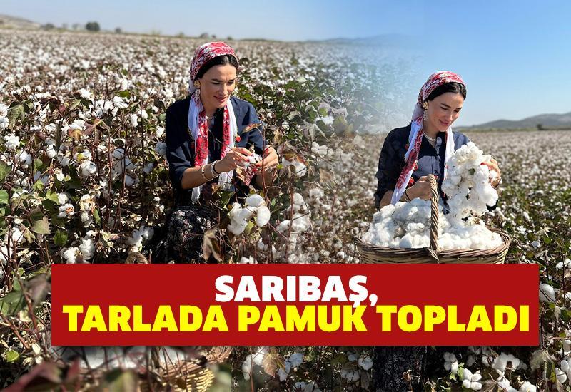 Sarıbaş, pamuk topladı