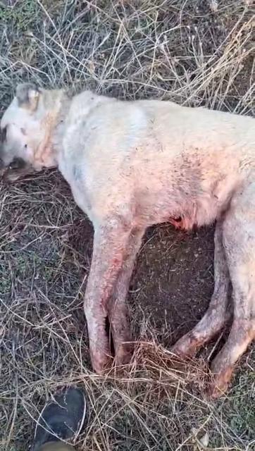 ELAZIĞ'DA TÜFEKLE VURULARAK ÖLDÜRÜLMÜŞ KANGAL KÖPEĞİ BULUNDU