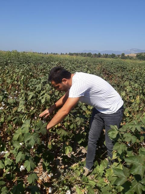 SÖKE'DE YAĞLI TOHUMLU BİTKİLERDE DESTEKLEME TESPİTLERİ DEVAM EDİYOR