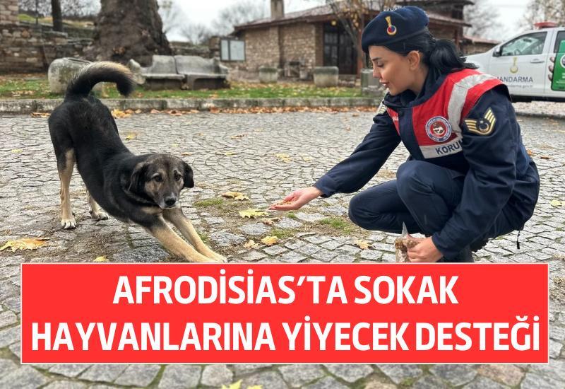 Afrodisias'ta sokak hayvanlarına yiyecek desteği