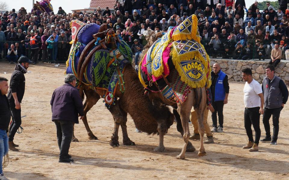 Geleneksel deve güreşleri büyük ilgi gördü