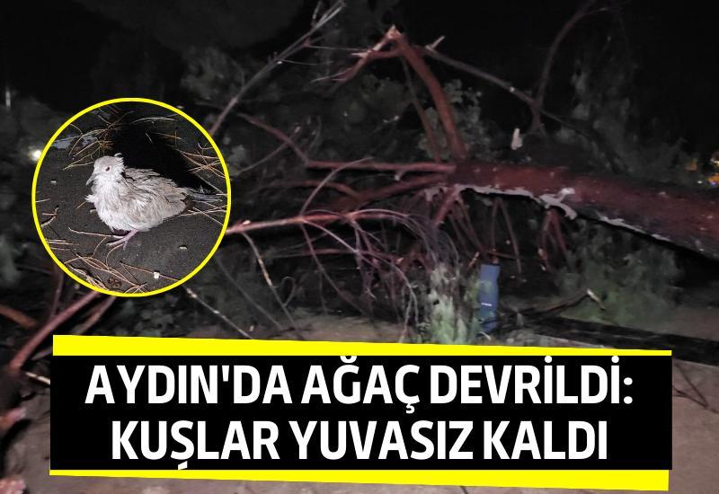 Aydın'da ağaç devrildi: Kuşlar yuvasız kaldı