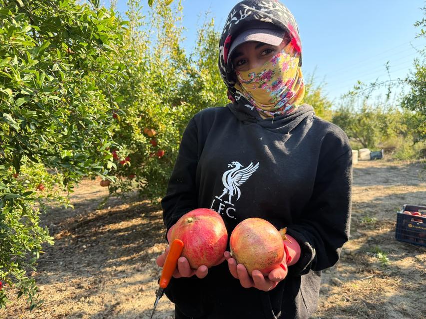Yağmur uyarıları nar hasadını öne çekti