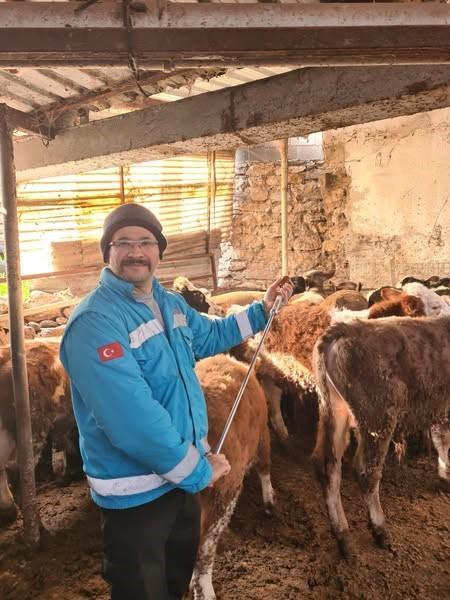 Büyükbaş hayvanlar için şap aşılama çalışmaları devam ediyor