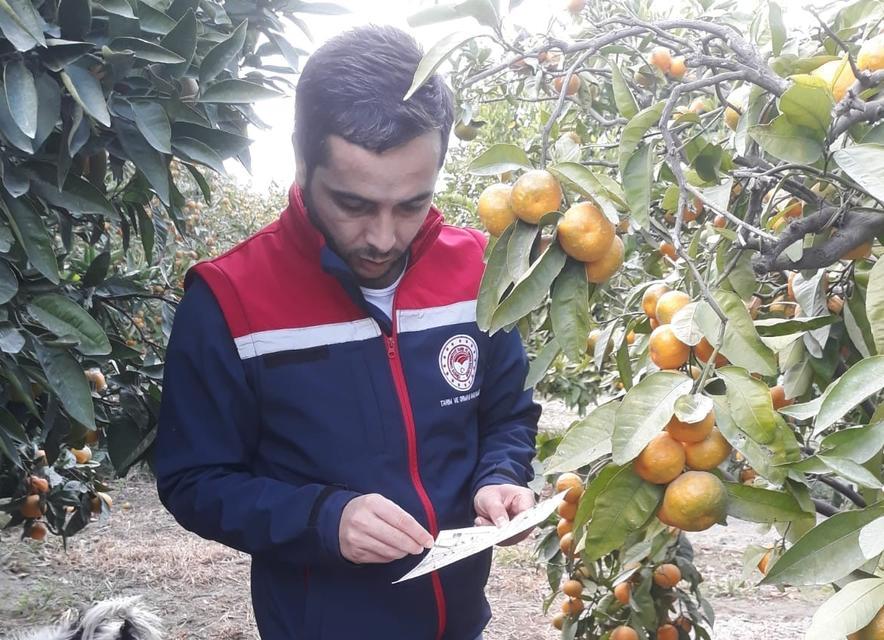 Narenciye bahçeleri kontrol edildi