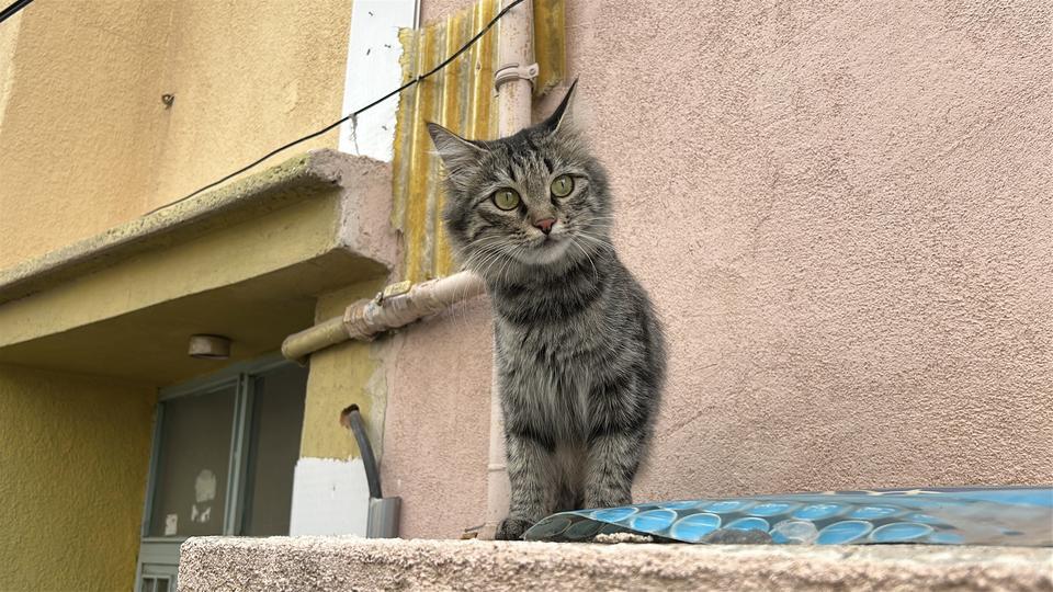 80 YAŞINDA KEDİ YÜZÜNDEN DEHŞET SAÇTI SİVAS'TA PSİKOLOJİK PROBLEMİ BULUNDUĞU İLERİ SÜRÜLEN 80 YAŞINDAKİ KİŞİ KEDİ YÜZÜNDEN SİLAHLA BABA VE OĞLU YARALADI