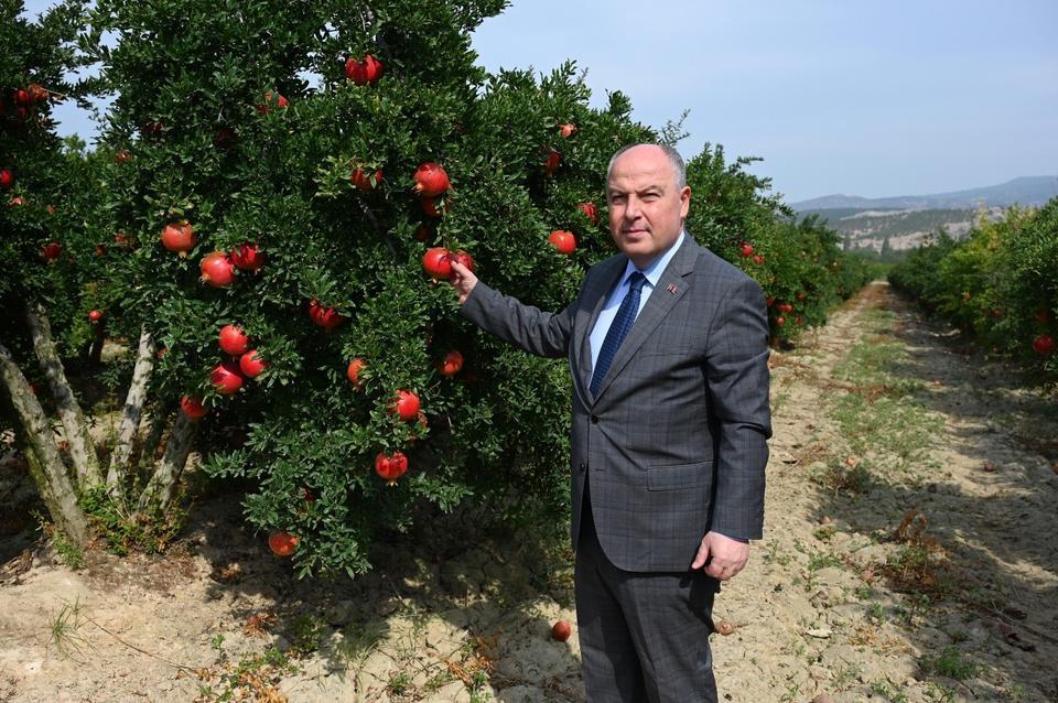 DENİZLİ'DE BU YIL 50 BİN TONUN ÜZERİNDE NAR HASADI BEKLENİYOR