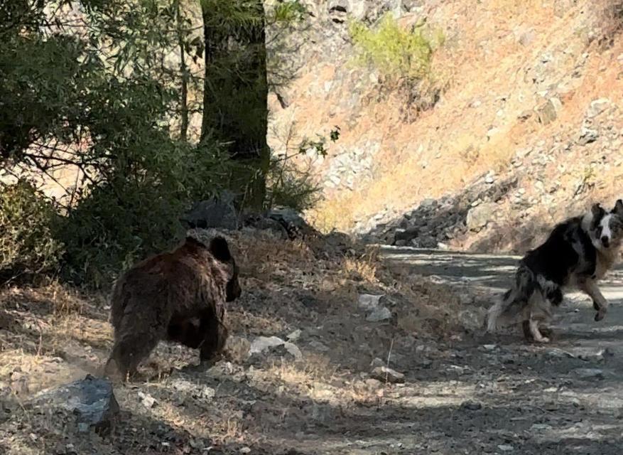 KÖPEĞİ İLE GEZERKEN YAVRU AYI İLE KARŞILAŞTI