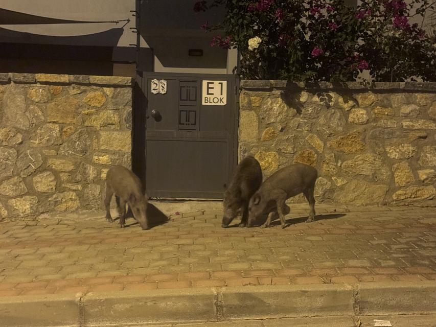 AÇ KALAN DOMUZLAR ŞEHRE İNDİ, GÖRENLER ŞAŞTI KALDI